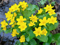 Marsh Marigold Flower seeds for Planting Drought Tolerant Heirloom & GMO Free Seeds for Home Garden 
 
 Sale