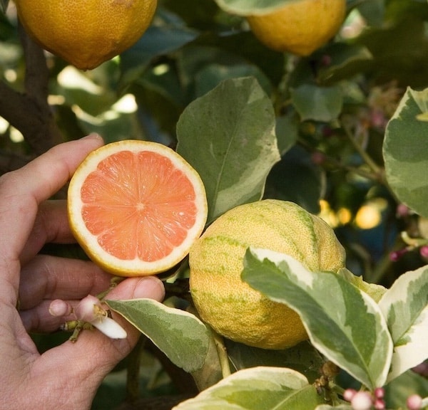 Pink Eureka Lemon Tree Seeds for Planting - Grow Your Own Citrus Delight