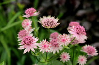 Major Astrantia Flower seeds for Planting Sun Loving Heirloom & GMO Free Seeds for Home Garden