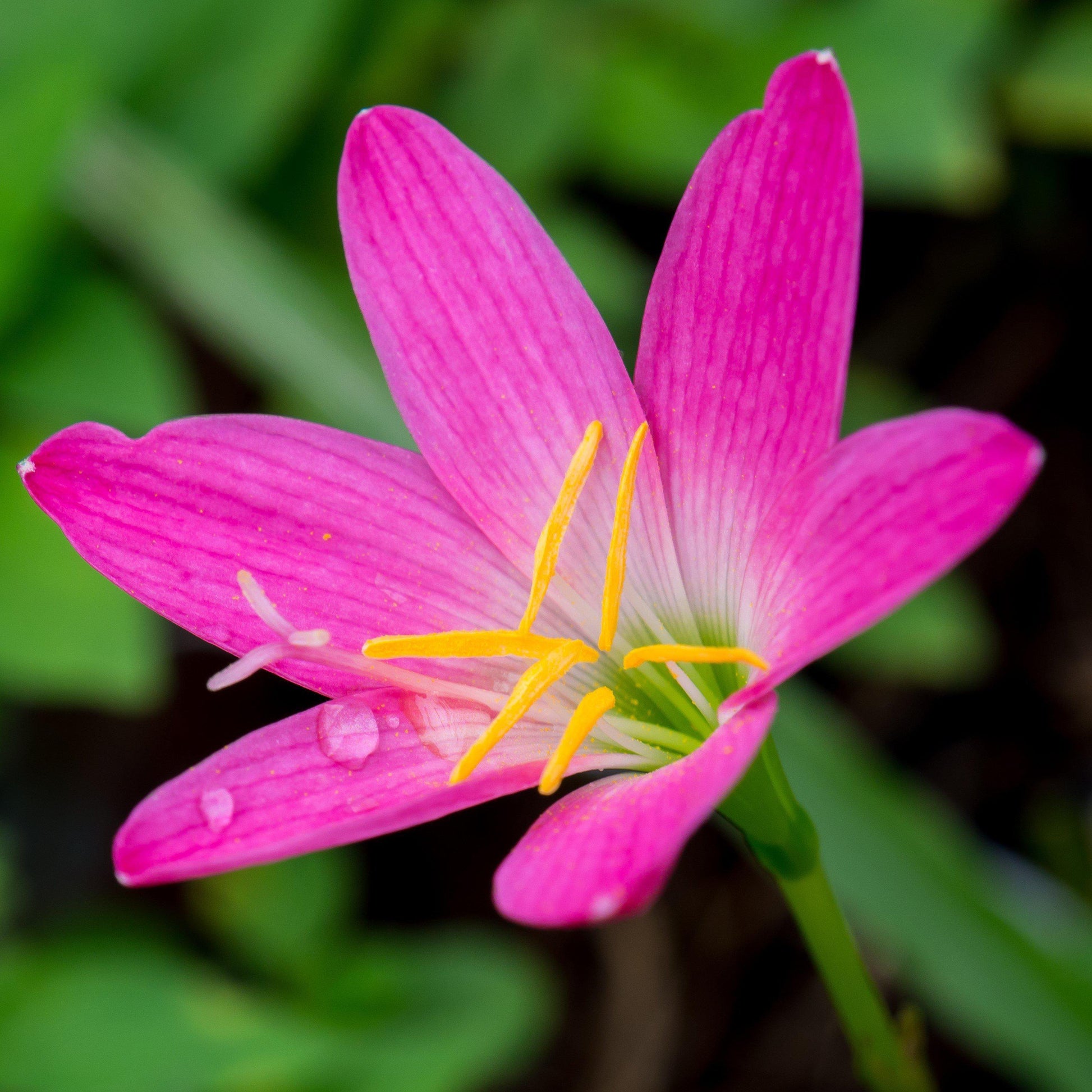 Lluvia Flower seeds for Planting - Cut Flower Favorite, Heirloom & GMO Free Seeds for Home Garden