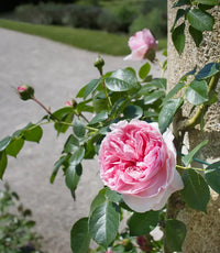 Pale Pink Climbing Rose Flower seeds for Planting - Bright Blooms, Heirloom & GMO Free Seeds for Home Garden