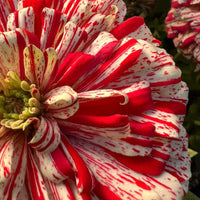 Zinnia Higro Candy Dog Flower Seeds for Vibrant Garden Blooms