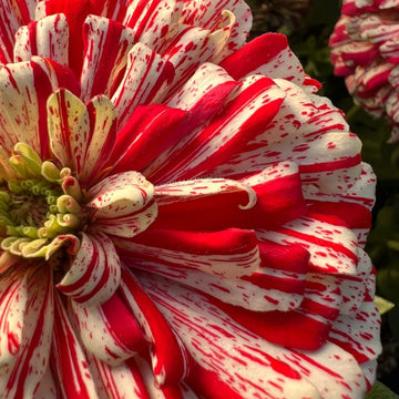 Zinnia Higro Candy Dog Flower Seeds for Vibrant Garden Blooms