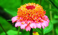Mix Zinnia Scabiosa Annual Seeds for Planting