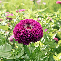 Deep Purple Zinnia Flower seeds for Planting - Compact Growth, Heirloom & GMO Free Seeds for Home Garden
 
 Sale