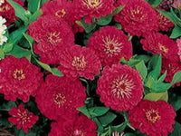Zinnia Dreamland Coral Flower Seeds for Bright Coral Blooms