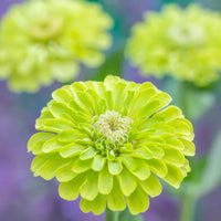 Envy Zinnia Flower seeds for Planting Drought Tolerant Heirloom & GMO Free Seeds for Home Garden 
 
 Sale