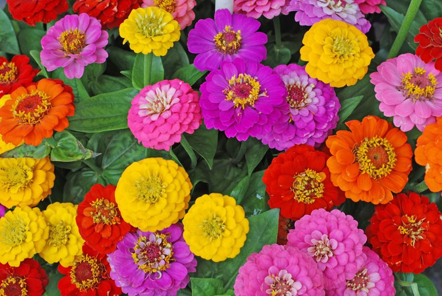 Zinnia Elegans Flower seeds for Planting Bright Blooms Heirloom & GMO Free Seeds for Home Garden 
 
 Sale