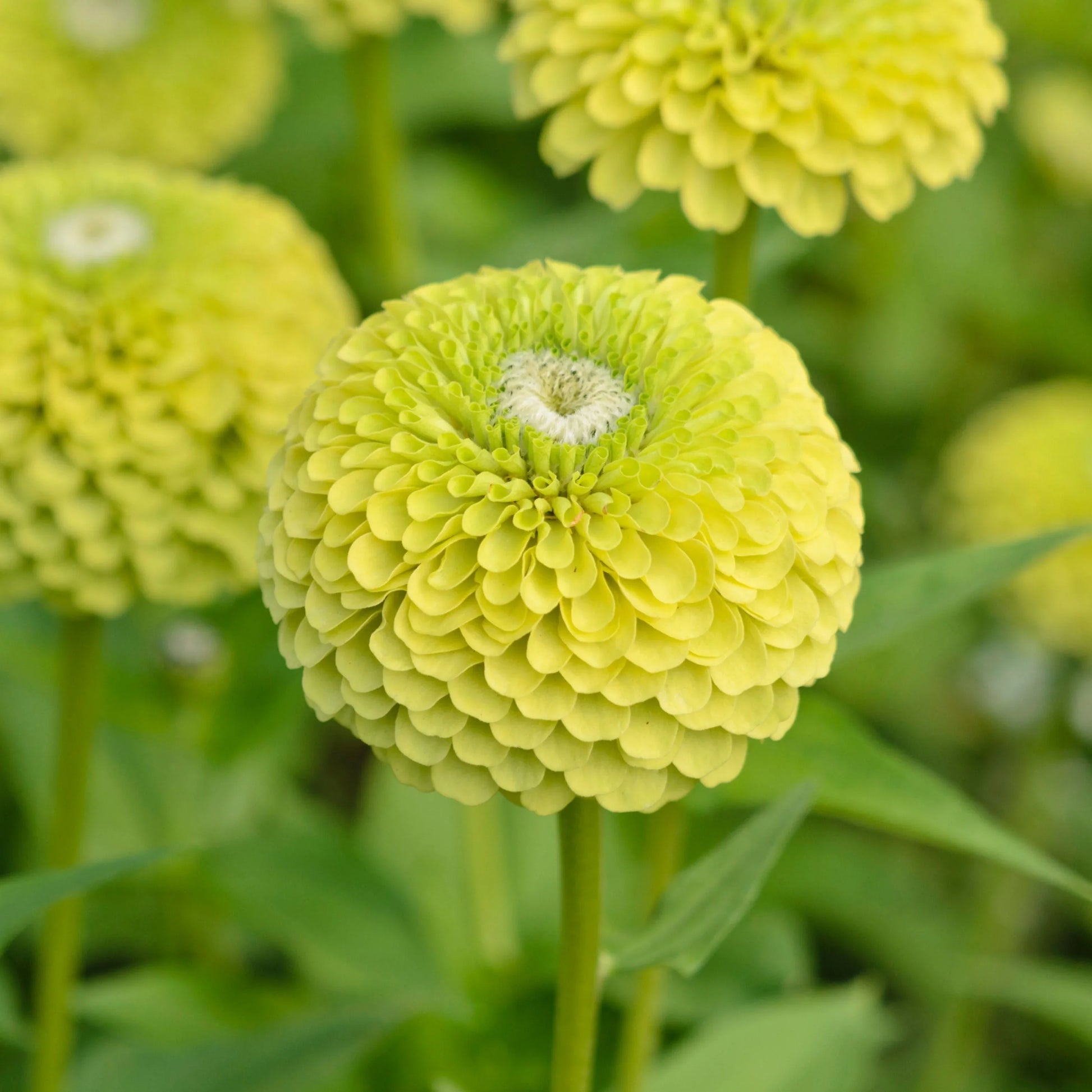 Zinnia Green White Seeds for stunning garden planting