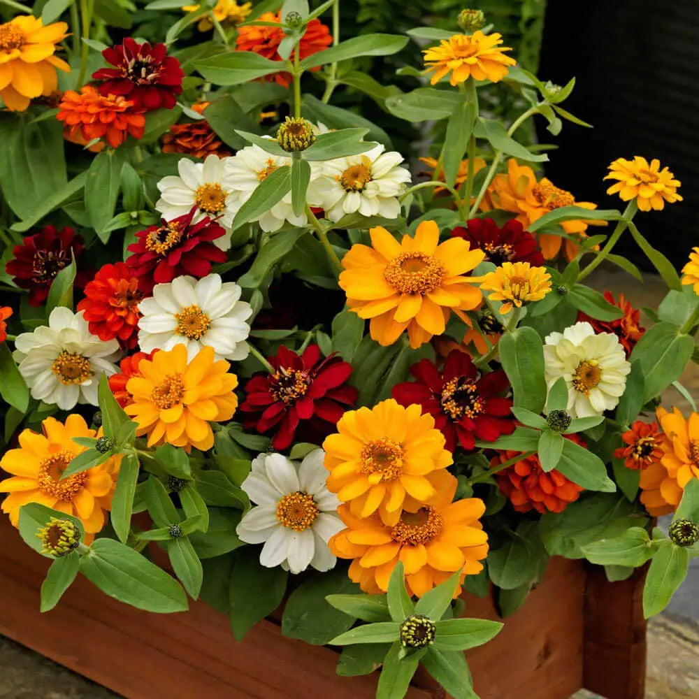 Zinnia Profusion Flower seeds for Planting Seasonal Bloomer Heirloom & GMO Free Seeds for Home Garden