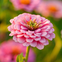 Light Pink Zinnia Flower seeds for Planting Bright Blooms Heirloom & GMO Free Seeds for Home Garden