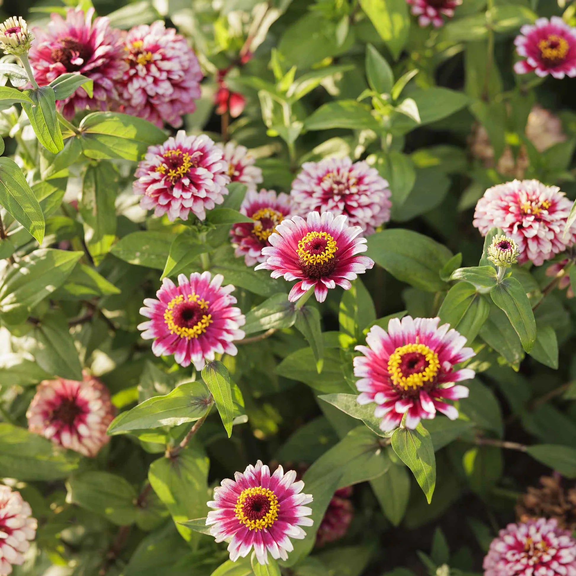 Zinnia White Pink Flower seeds for Planting - Garden Favorite, Heirloom & GMO Free Seeds for Home Garden