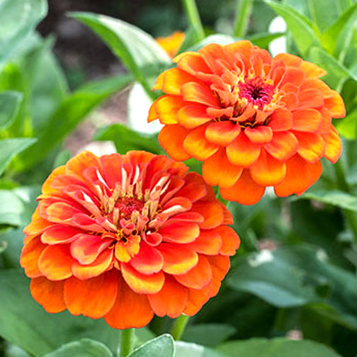 Zinnia Flower Seeds Lime Orange Planting