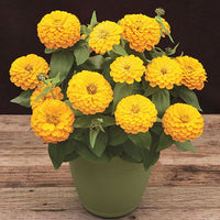 Yellow Zinnia Elegans Flower seeds for Planting - Premium Quality, Heirloom & GMO Free Seeds for Home Garden