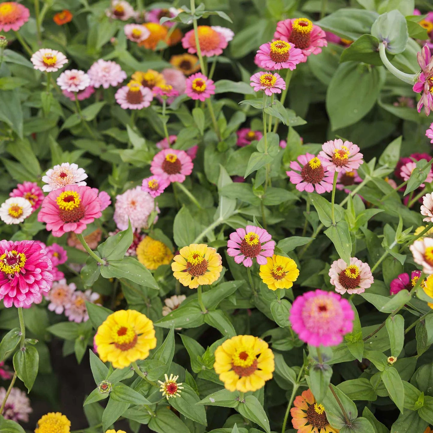 Mix Zinnia Scabiosa Annual Seeds for Planting