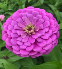 Zinnia Seedlings Sprouting Outdoors