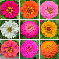 Mixed Zinnia Flower seeds for Planting - Vibrant Colors, Heirloom & GMO Free Seeds for Home Garden