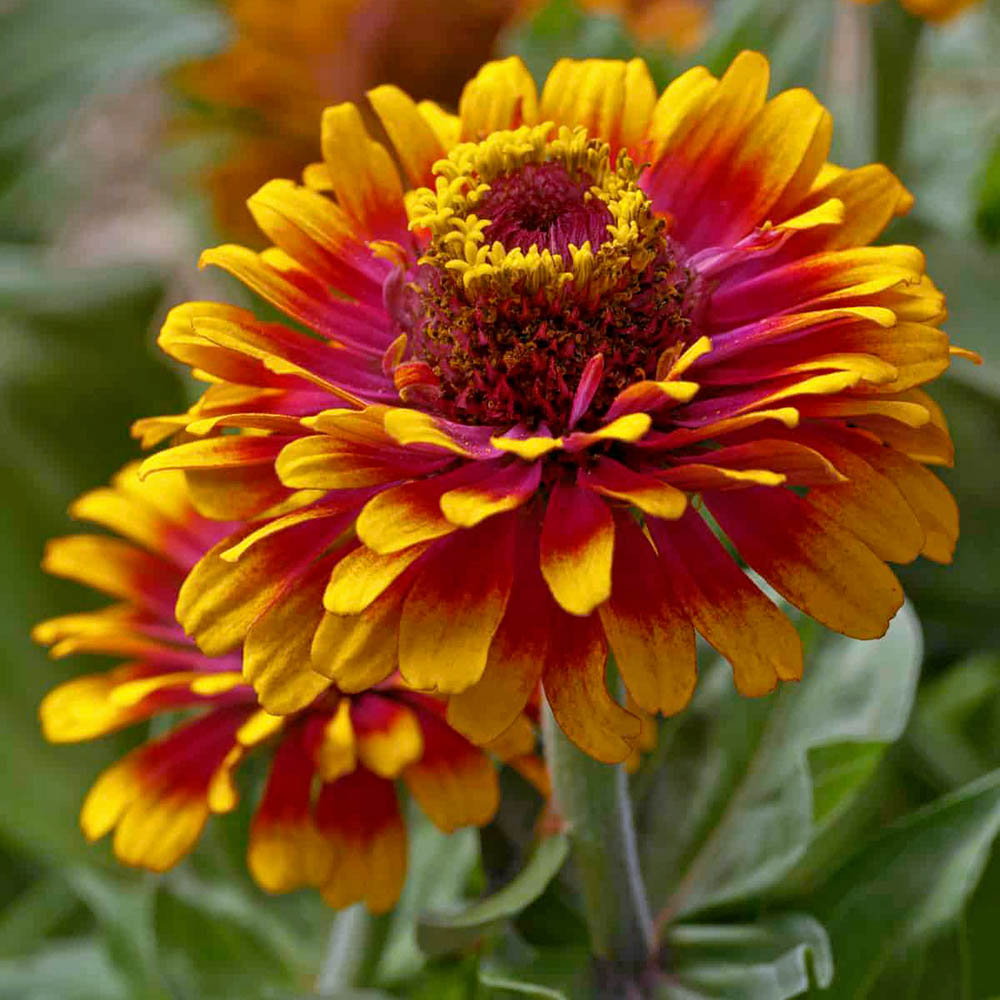 Zowie Flower seeds for Planting - Bright Blooms, Heirloom & GMO Free Seeds for Home Garden