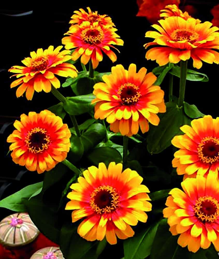 Zowie Flower Planting Seeds for Vibrant Blooms and Thriving Gardens - Seed for Your Colorful Floral Display