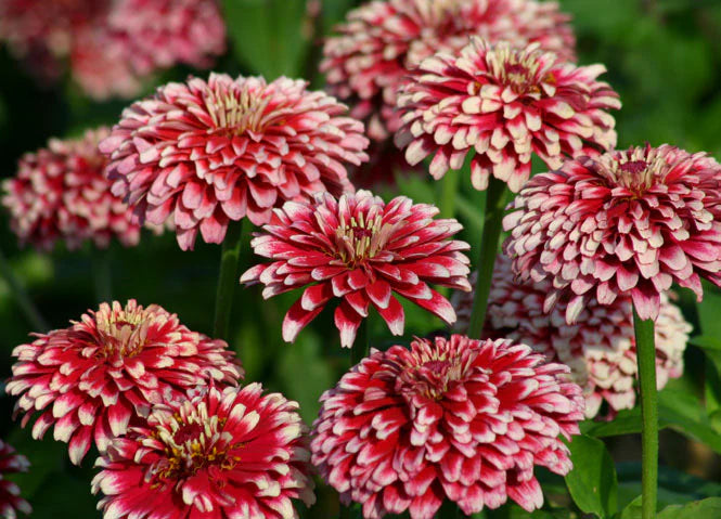 Red Cream Zinnia Flower seeds for Planting Wildflower Mix Heirloom & GMO Free Seeds for Home Garden