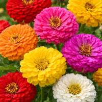 Zinnia Oklahoma Double Bloom Flower seeds for Planting Drought Tolerant Heirloom & GMO Free Seeds for Home Garden