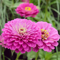 Zinnia Benary Giant Pink Seeds for Bright, Pink Zinnia Blooms