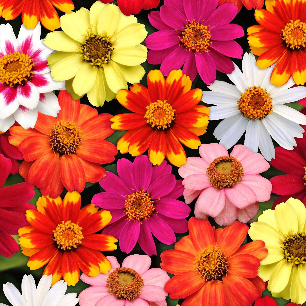 Zinnia Flower Seeds Orange Red Planting Bright