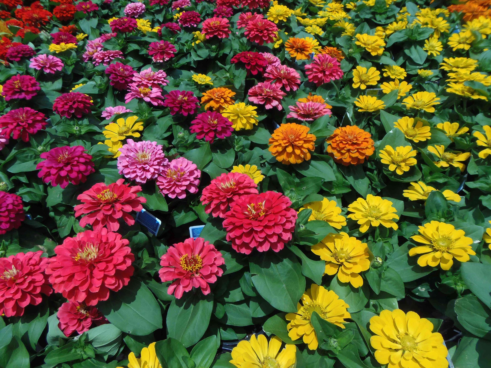 Colored Semi DIY Flower Plant Seeds