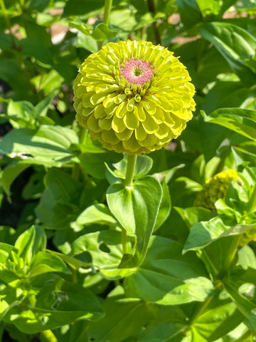 Light Green Zinnia Flower seeds for Planting - Premium Quality, Heirloom & GMO Free Seeds for Home Garden