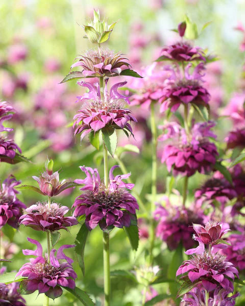 Monarda Hybrida Flower seeds for Planting - Perfect for Borders, Heirloom & GMO Free Seeds for Home Garden