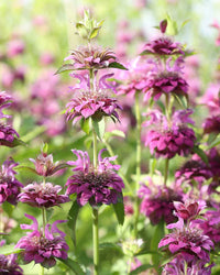 Monarda Hybrida Flower seeds for Planting - Perfect for Borders, Heirloom & GMO Free Seeds for Home Garden