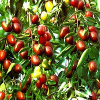 Ziziphus mauritiana fruit seeds for planting jujube trees