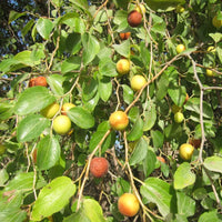 Mauritiana Fruit Seeds for Spring and Summer Planting