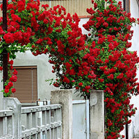 Red Climbing Rose Flower seeds for Planting Vibrant Colors Heirloom & GMO Free Seeds for Home Garden