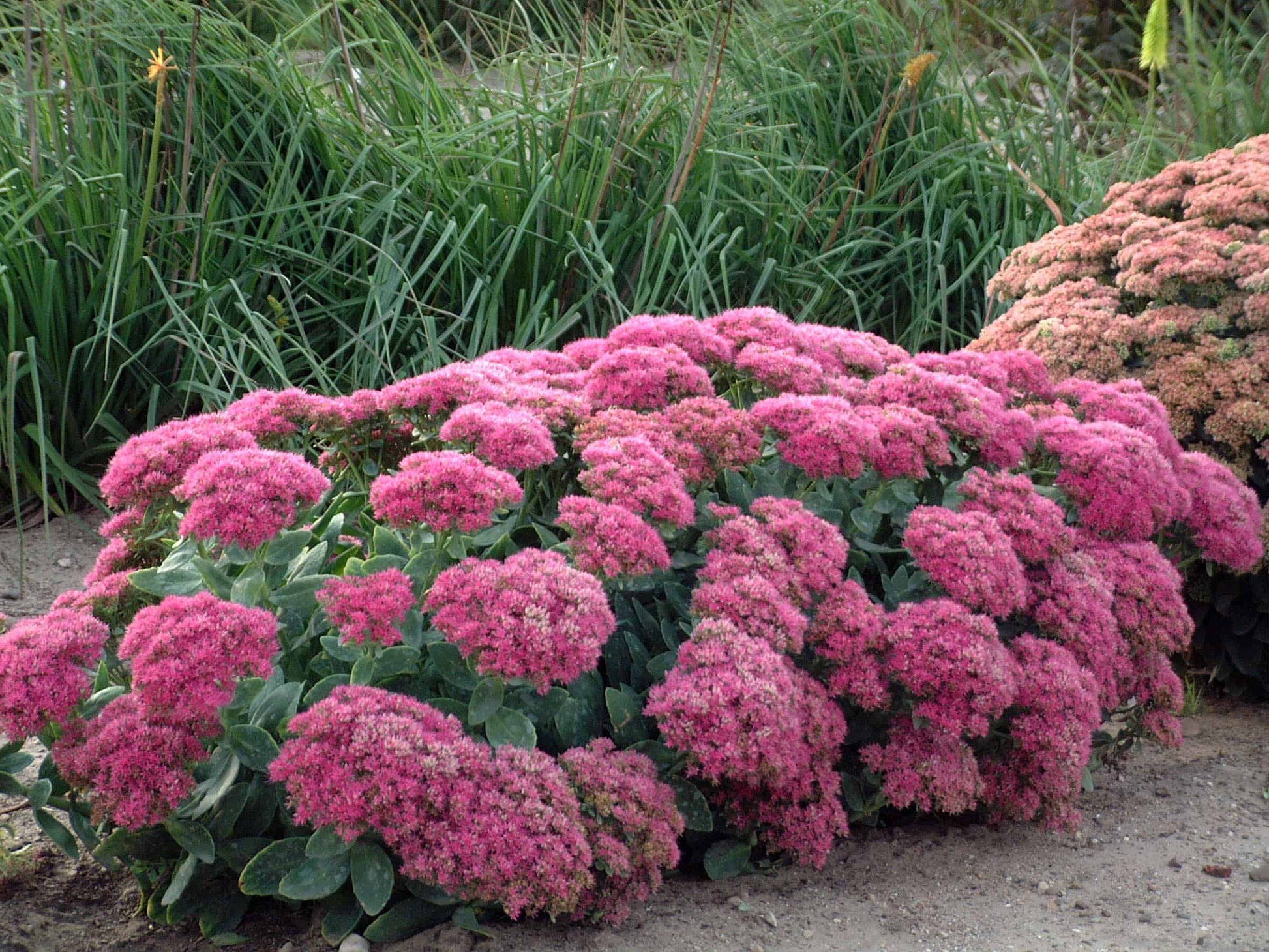Carpet Sedum Flower seeds for Planting Cut Flower Favorite Heirloom & GMO Free Seeds for Home Garden