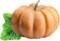 Zucchini Aspn-RAN plants growing in garden
