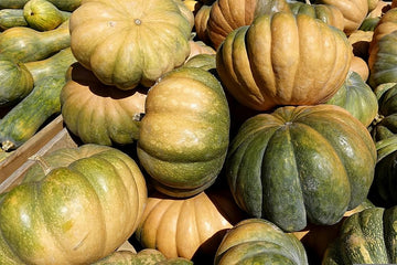 Zucchini Aspn-RAN seeds for planting