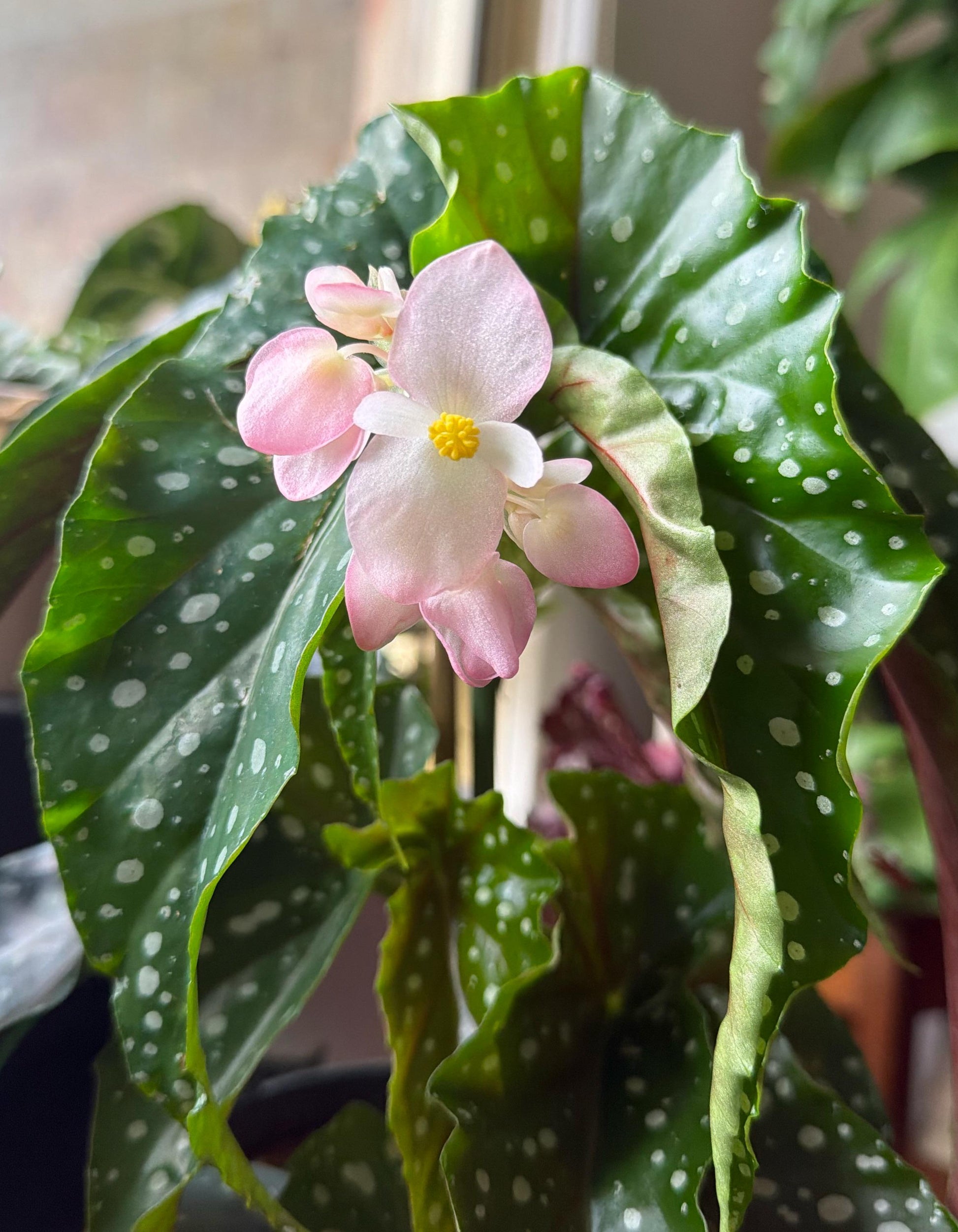Begonia Maculata Flower seeds for Planting Easy to Grow Heirloom & GMO Free Seeds for Home Garden