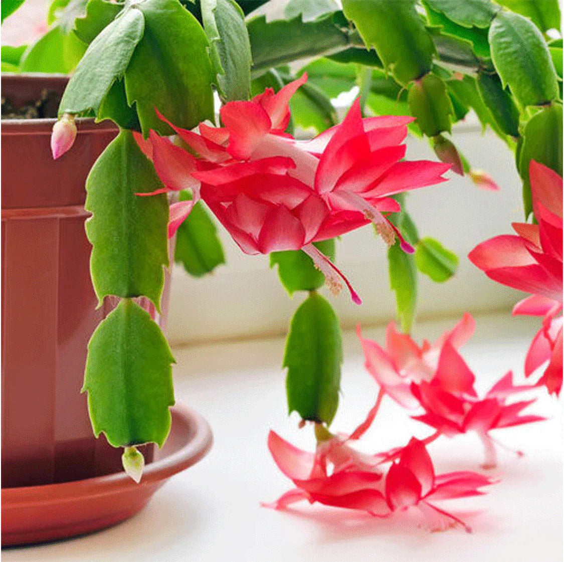 Zygocactus Peach Flower seeds for Planting - Low Maintenance, Heirloom & GMO Free Seeds for Home Garden