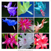 Colorful Zygocactus flowers displayed indoors