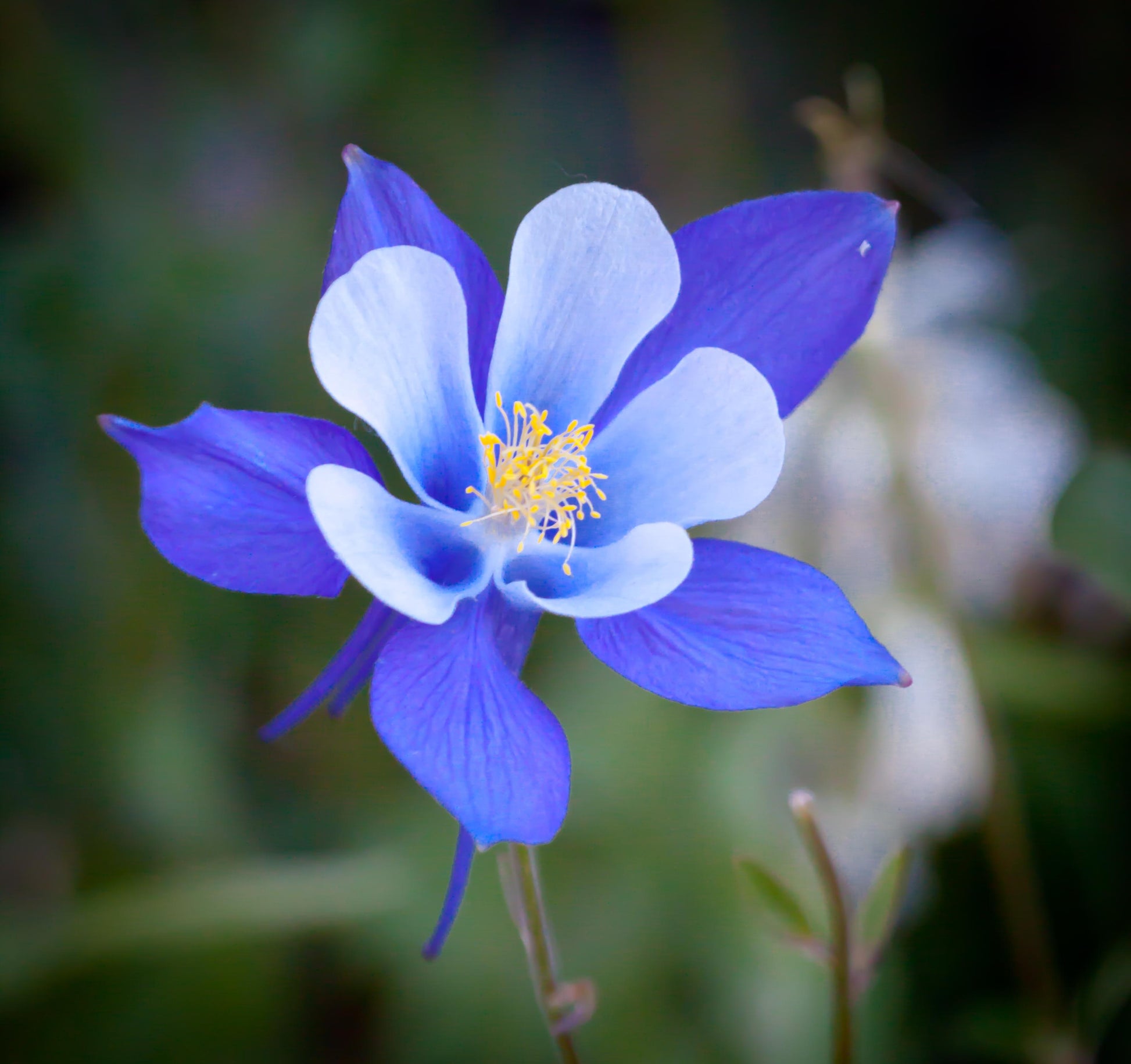 Columbine Flower seeds for Planting Wildflower Mix Heirloom & GMO Free Seeds for Home Garden