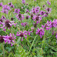 Betony Flower seeds for Planting Pollinator Friendly Heirloom & GMO Free Seeds for Home Garden 
 
 Sale